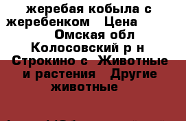 жеребая кобыла с жеребенком › Цена ­ 85 000 - Омская обл., Колосовский р-н, Строкино с. Животные и растения » Другие животные   
